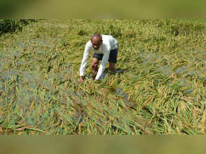 rain-affected farmers.