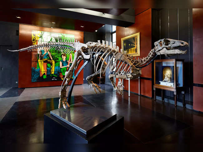 The skeleton of a dinosaur named Zephyr, measuring 1.3 metres in height for 3 metres long, lived around 150 million years ago.