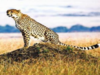 View: Welcoming back the cheetah to India