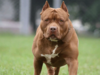 Pitbull attacks youth in Lucknow, owner arrested