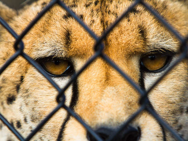 The cheetahs will be released into the enclosures the same day.