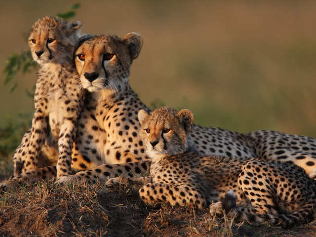 ​8 cheetahs will be transported by helicopter on September 17.