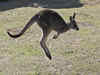 In rare fatal attack, Australian man killed by 'pet' kangaroo