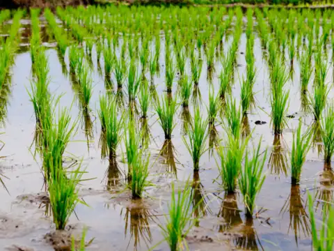 Export of broken rice