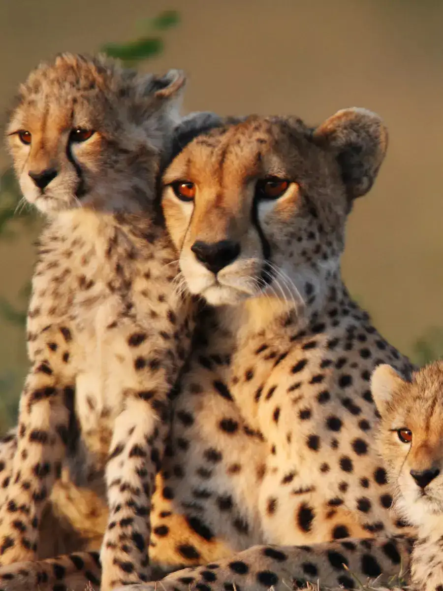 indian cheetah: From extinction to re-introduction: Brief history of