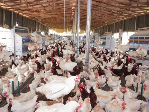 ​Poultry and animal husbandry sectors