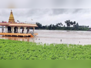 Karnataka: Ballari Nala swells, Basmati crop submerged