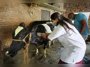 Jammu: Veterinary doctors vaccinate a cow against lumpy skin disease at a villag...