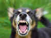 Rising dog attacks: Kerala govt mulls culling of dogs