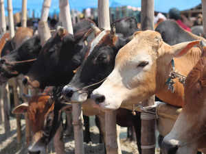 national animal disease control programme: Punjab wants lumpy skin disease  to be included in National Animal Disease Control Programme - The Economic  Times