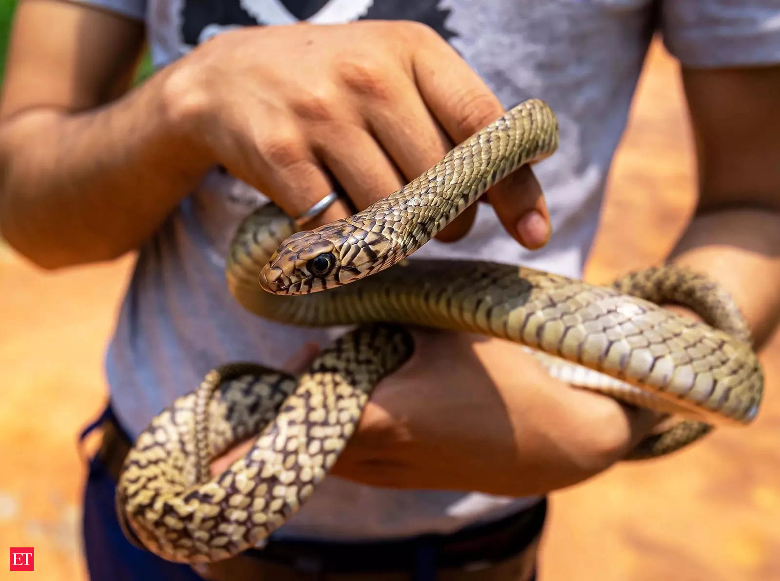 Rescuer or tormentor? Social media furiously debates snake catcher Vava  Suresh