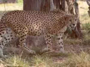 Former Chambal dacoit raising awareness about cheetahs being brought to
