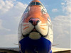 A jumbo with a tiger face will fly cheetahs to India