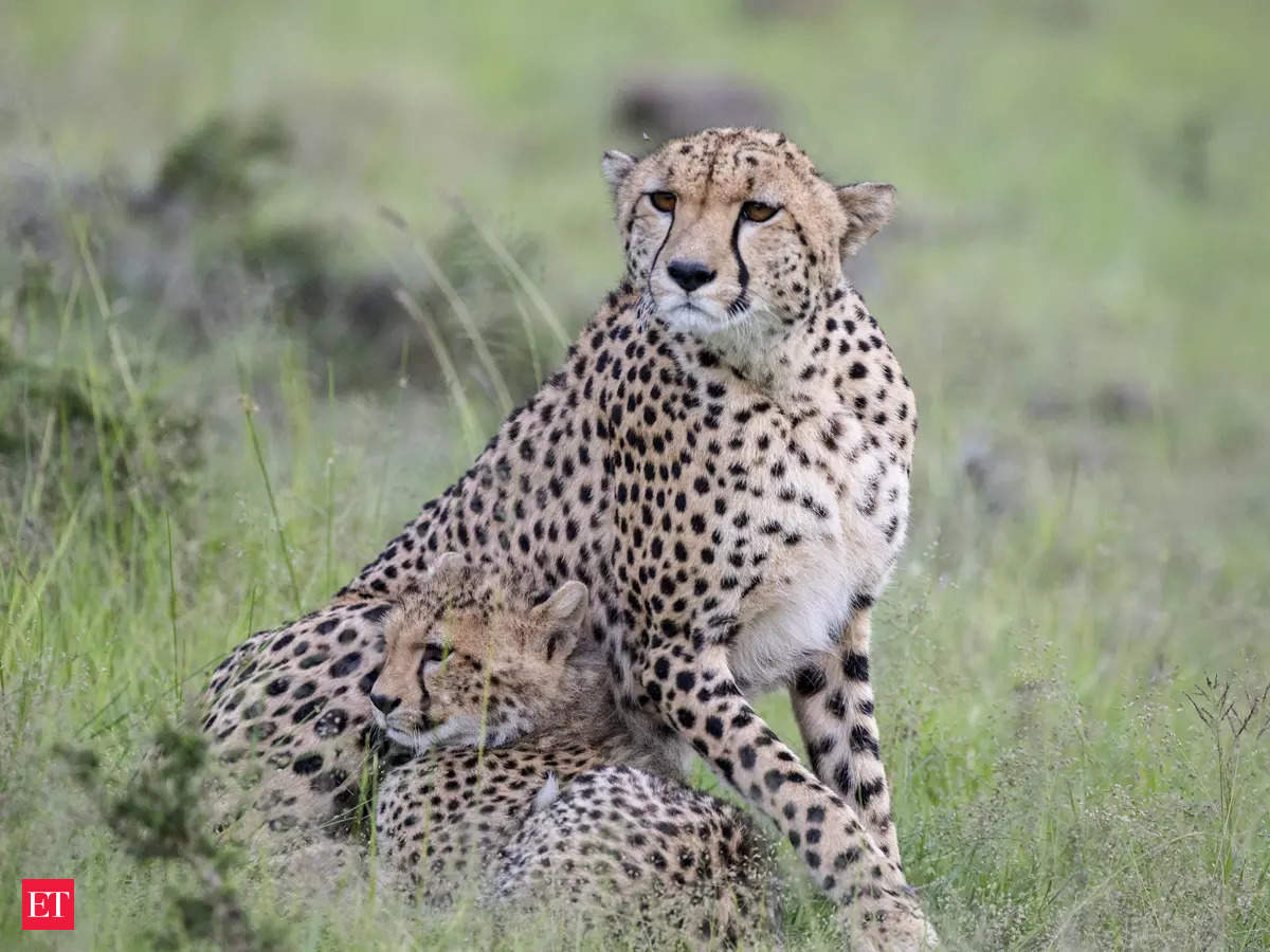 India Cheetah: Cheetah reintroduction in India: Twitter celebrates ...