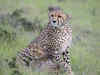 Cheetah reintroduction in India: Twitter celebrates long-awaited return of the world's fastest land animal