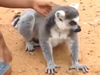 'You scratch my back...' Anand Mahindra says this lemur forgot the rest
