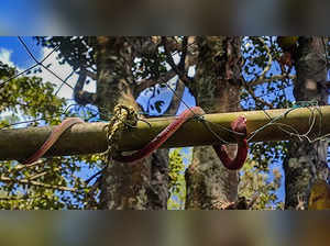**EDS: TO GO WITH STORY MES5** Idukki: Rubber snakes, resembling the real reptil...