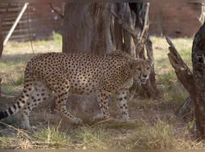 Cheetahs from South Africa go to parks in India