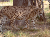 Cheetahs in India: A spotted history, a future of hopes