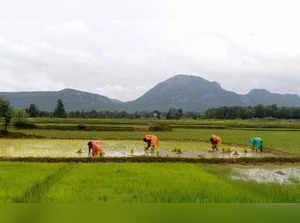 Purulia: Women labourers work in a rice paddy field in Purulia district of West Bengal on Wednesday, Sept. 14, 2022.  (Photo: Abhijit Addya/IANS)