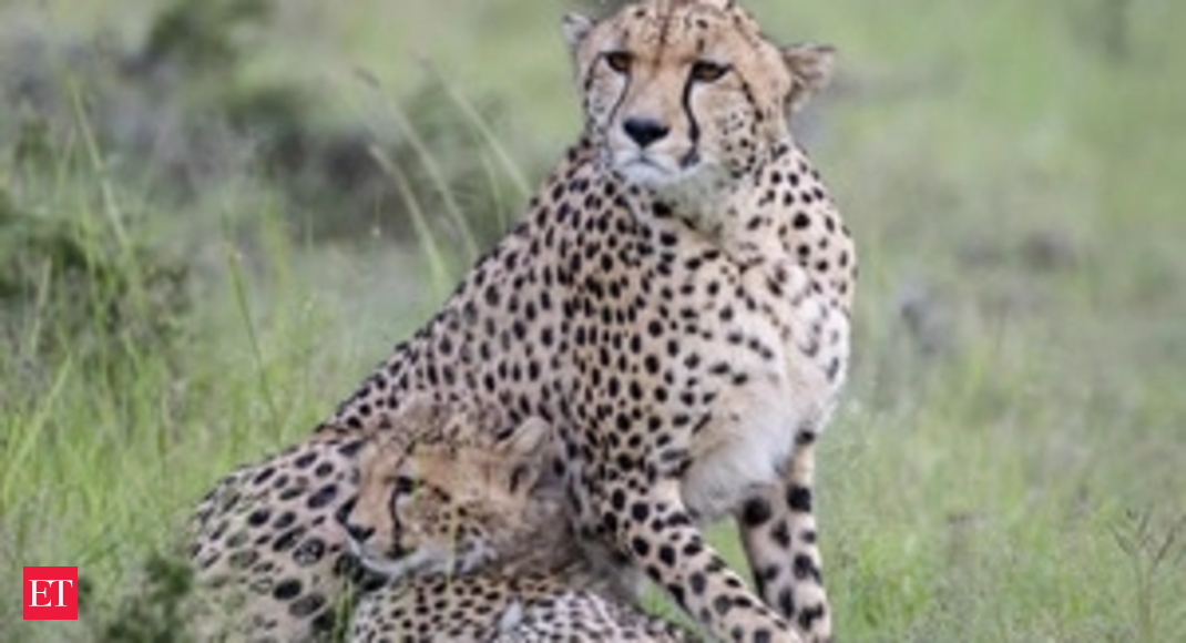 india Cheetahs: Cheetahs: Know all about the fastest land animal - The  Economic Times