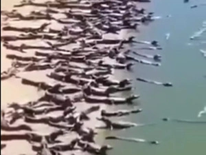 brazil beach crocodile: Crocodiles 'invade' Brazil beach? Check what