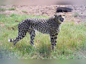 A cheetah is seen after Modi released it following its translocation from Namibia, in Kuno National Park