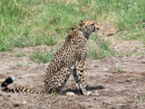 Kuno National Park has adequate space, prey base to house 20 to 25 cheetahs: MP forest officer