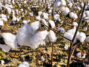 India's cotton production to increase by 15% in 2022-23