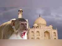 Monkey menace in Vrindaban - The Economic Times