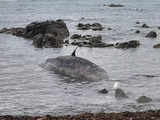 14 dead sperm whales found beached on Australian island