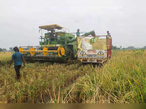 Patiala: Farmers harvest paddy at a village in Patiala district. (PTI Photo) (...