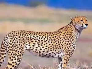 Customs dept gave speedy clearances to plane carrying Namibian cheetahs after change in landing destination: Official