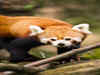 Red Panda Conservation efforts underway