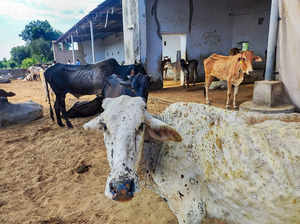 lumpy skin disease: What is lumpy skin disease? Is it safe to consume milk?  - The Economic Times