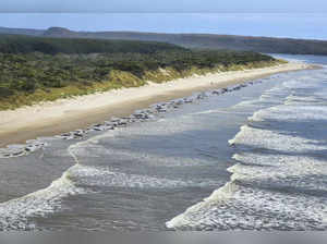 Around 200 pilot whales lost their lives on a Tasmanian beach