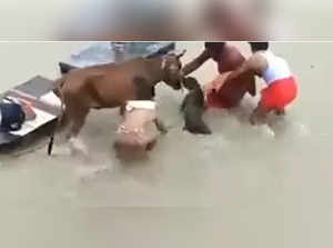 Pitbull attacks a cow in Kanpur