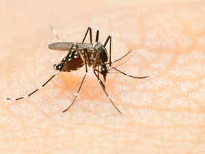 ​Dengue cases rise in Delhi