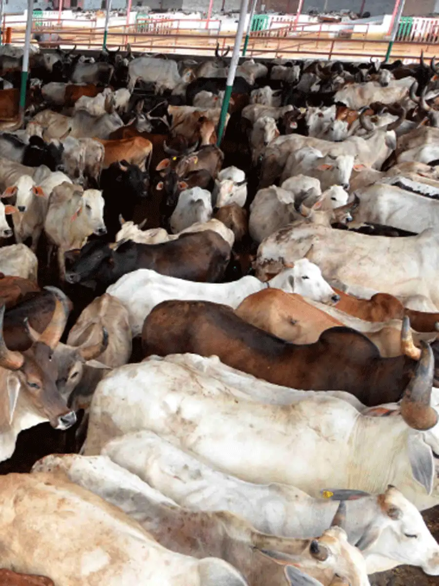 Lumpy skin disease Is it safe to consume milk? EconomicTimes