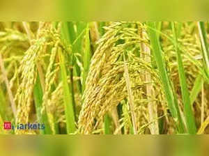 Basmati prices may zoom as rains hit Haryana crop