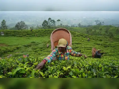 Indong Tea