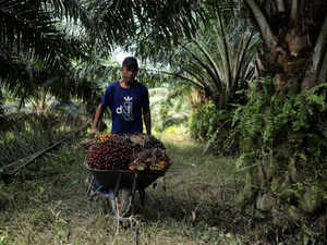 Palm oil at 1-year low, but companies yet to pass on benefits