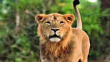 Maharashtra to get Asiatic lions in exchange for tigers from Gujarat