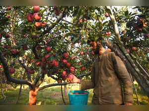 **EDS: STANDALONE FEATURE** Budgam: A farm worker plucks Kashmiri apples from a ...