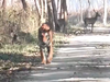 Watch: Tiger walks on ignoring two deer standing behind it