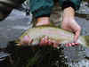 Fish species Greenback Cutthroat Trout extinct for over 100 years reappears in Colorado. See details