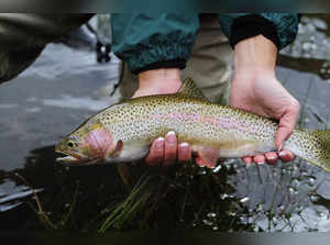 Fish species extinct for over 100 years reappears in Colorado. See details