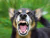 Dog attack cases: After Kanpur, Panchkula municipal body bans pitbull, rottweiler dog breeds as pets