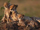 A second chance to preserve the Cheetah? Spot on!