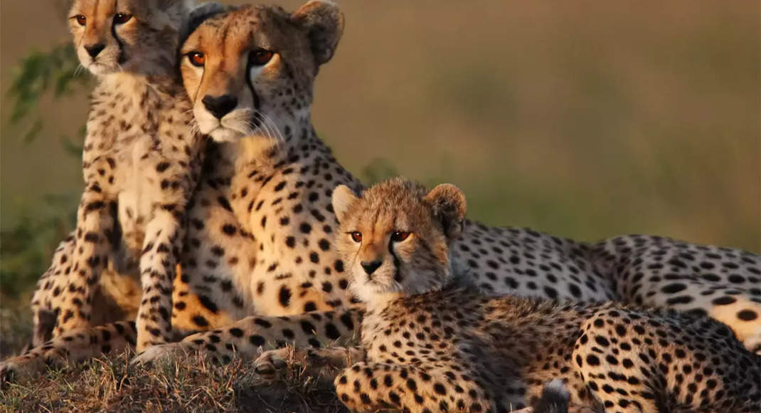 View: 2nd chance to preserve Cheetah? Spot on!